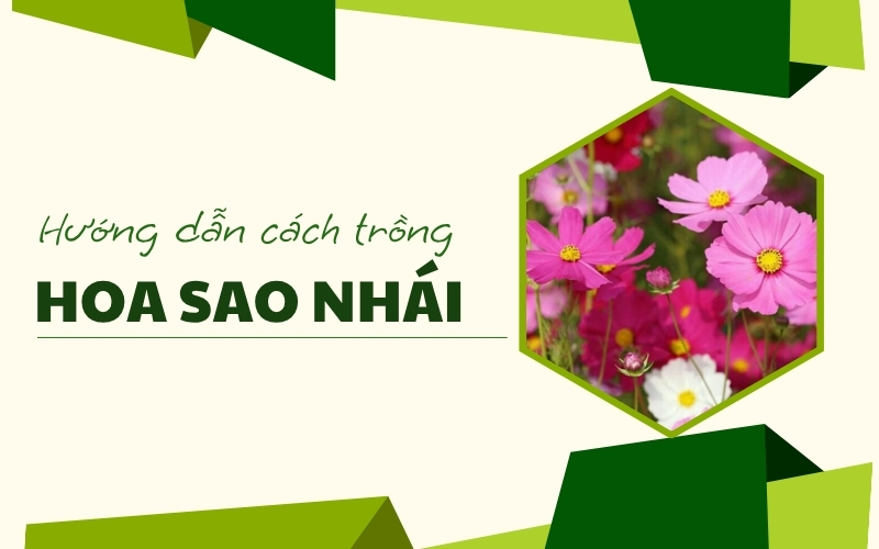 cách gieo hạt giống hoa sao nhái