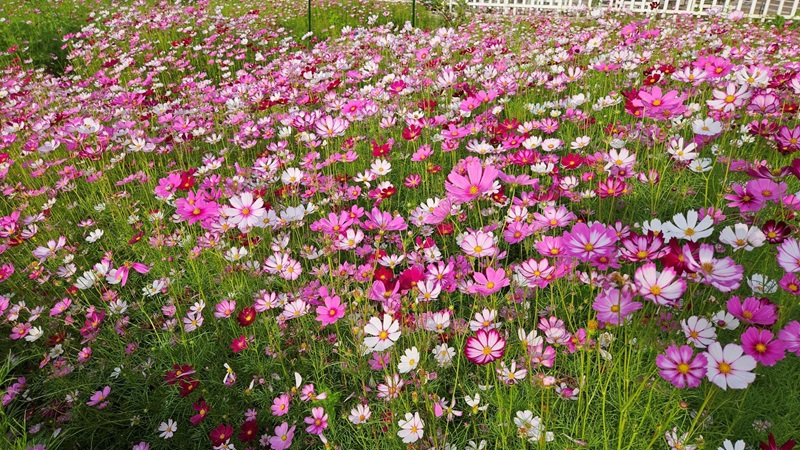 cách gieo hạt hoa sao nhái