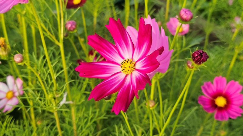 cách tưới nước và bón phân hoa sao nhái