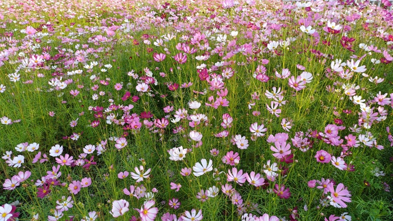 hoa sao nhái là hoa gì