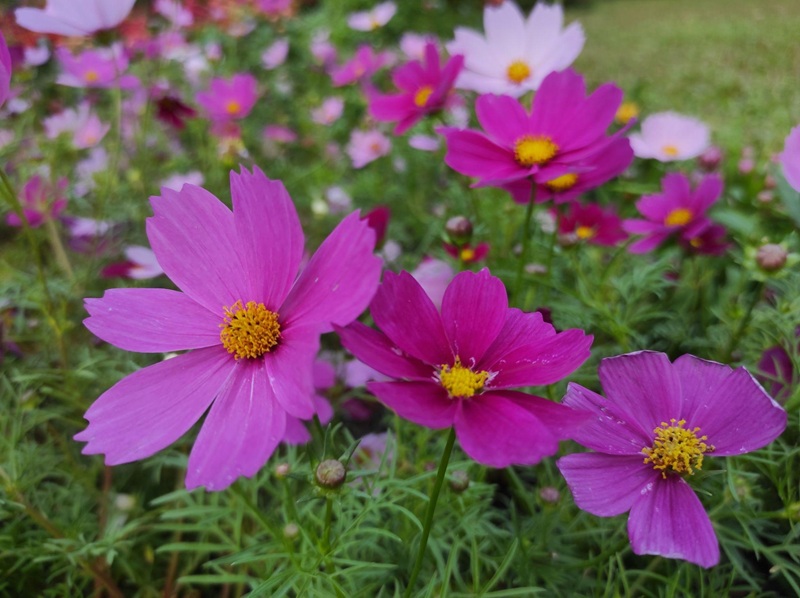 một số cẩn trọng khi trồng hoa sao nhái