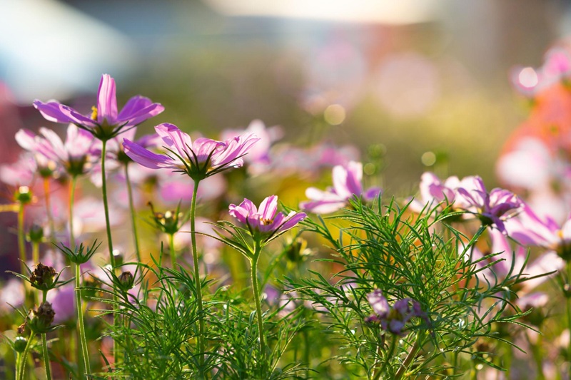 ý nghĩa loài hoa sao nhái